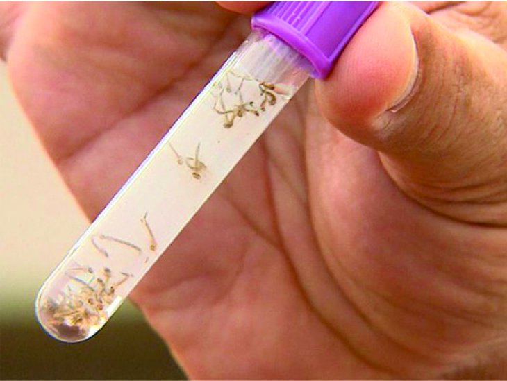 Ribeirão está sob ameaça de uma epidemia de dengue, afirma Sindicato